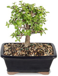 Brussel's Bonsai - Live Dwarf Jade Bonsai Tree in a Grower Bonsai Pot, Indoor Succulent Houseplant, 4 Years Old, 8-12 Inches Tall, Easy Care Plant for Home or Office (Medium, Green)