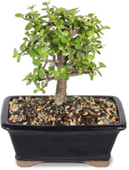 Brussel's Bonsai - Live Dwarf Jade Bonsai Tree in a Grower Bonsai Pot, Indoor Succulent Houseplant, 4 Years Old, 8-12 Inches Tall, Easy Care Plant for Home or Office (Medium, Green)