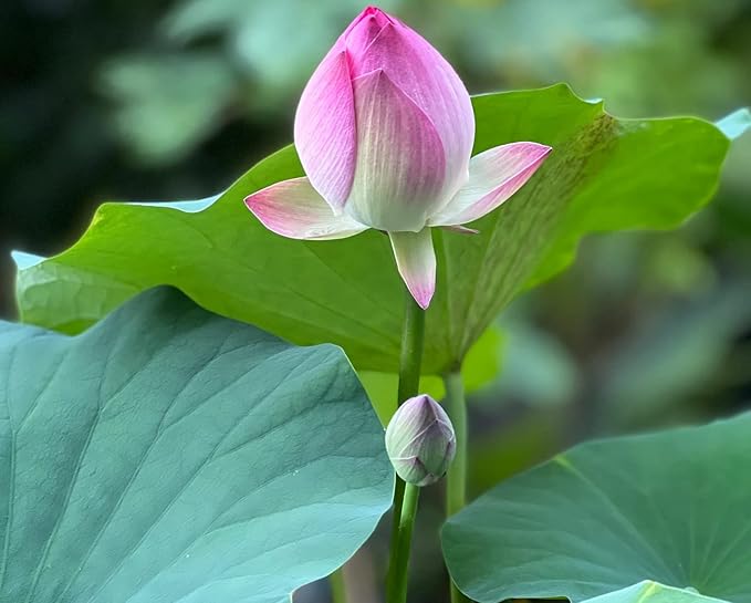 10pcs Mixed Pink, Red & Green Color Bowl Lotus Seeds for Planting Beautiful Water Plants for Indoor Bonsai, Outdoor Ponds and Gardens Water Lily Seeds