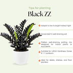 Black ZZ Plant Live, Rare Tropical ZZ Houseplant in 3'' Pot, ZZ Plant for Living Room, Office