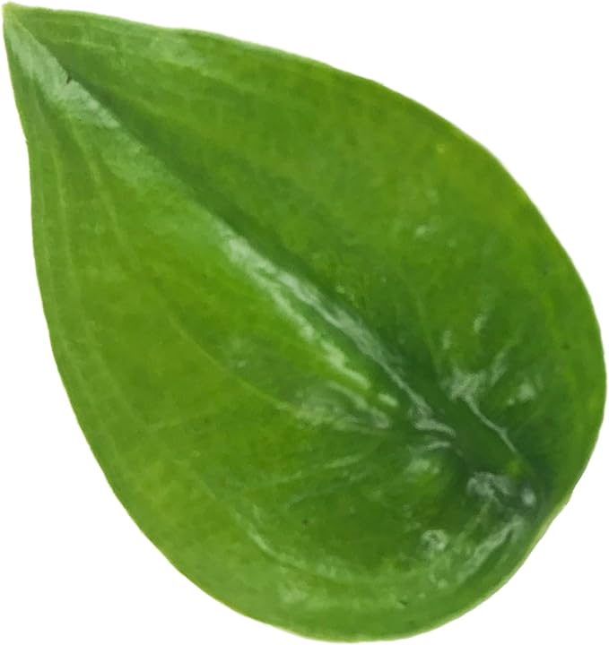 Tiny Dancers Elephant Ear Live Plant - Alocasia - Wellspring Gardens Starter Plant - Rare Alocasia Bulbs- Exotic Tropical Plant - Great for Indoor Houseplants, Outdoor Landscaping & Garden Planting
