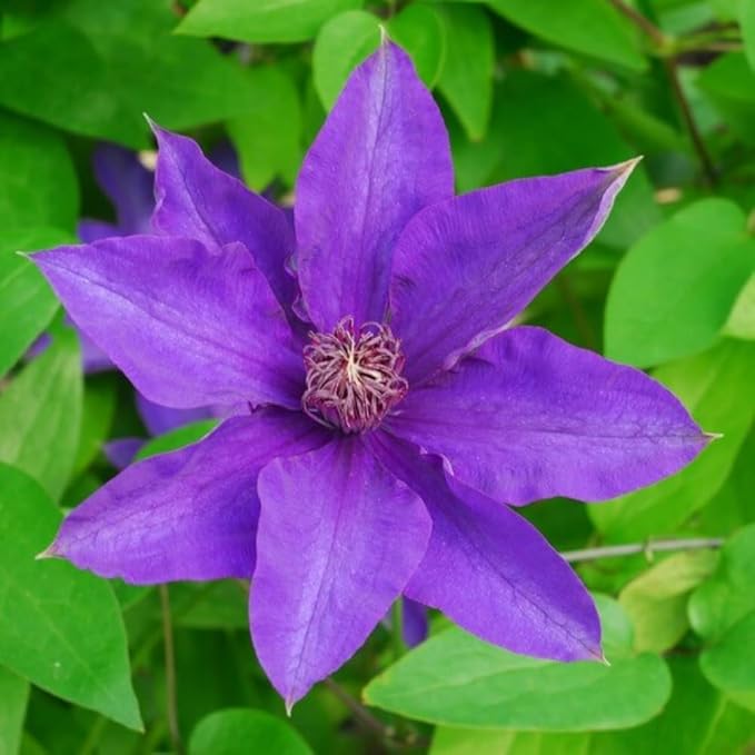Clematis Vine Plant, Clematis Vine Plants Live in 2.5 Inch Pot, Perennial Climbing Clematis Plants Live for Outdoor Garden (Light Purple Flowers)