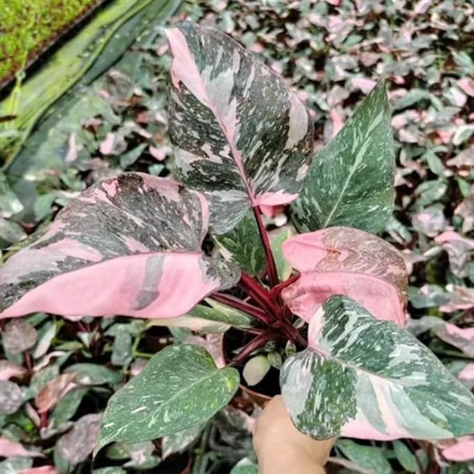Philodendron Plant Live, Rare Variegated Philodendron Houseplant for Planting, Home Office Decor 4 to 8 Inches (Pink Variegated)