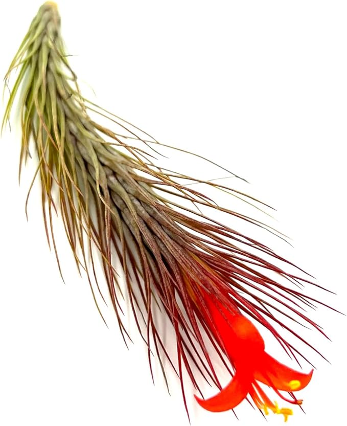 ragnaroc Air Plants - Tillandsia Funckiana Hybrid, Large 5-7" - 2ct - Live Arrival Guaranteed - House Plants for Home Decor & Gift