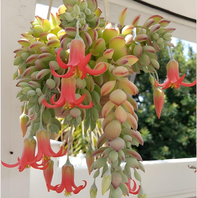 Cotyledon Pendens Succulent Plant Live – 6 Inch Pot | Rare Trailing Houseplant | Easy-Care Indoor Succulent