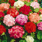 Set 2 Geranium Plants Live, 4-9 Inches Tall, Hardy Flowering Geraniums for Garden or Pots, Fragrant Perennial Blooms (Mixed Geranium)