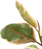 Shop Succulents Ficus Tineke, Live Indoor Plant, Low Maintenance Rubber Tree with Vibrant Pink and Green Leaves, Ideal for Home Decor, Office, and Room Enhancement, 6 Inch Nursery Pot