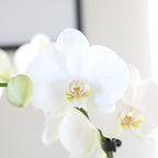 Green Circle Growers 5" White & Yellow Orchid in White Jute Planter, Live Plant – Proud of You