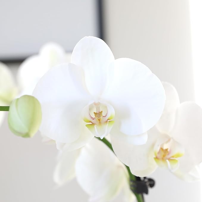 Green Circle Growers 5" White & Yellow Orchid in White Jute Planter, Live Plant – Proud of You