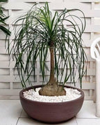Seeds Ponytail Palm/Elephant Foot Tree/Indoor/Perennial Tree