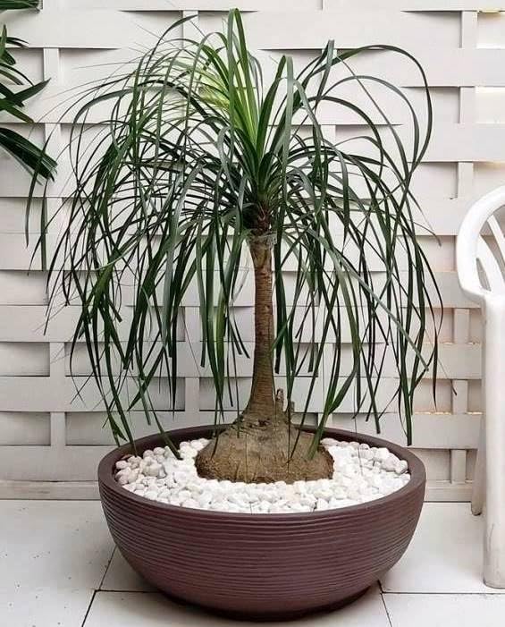 Seeds Ponytail Palm/Elephant Foot Tree/Indoor/Perennial Tree