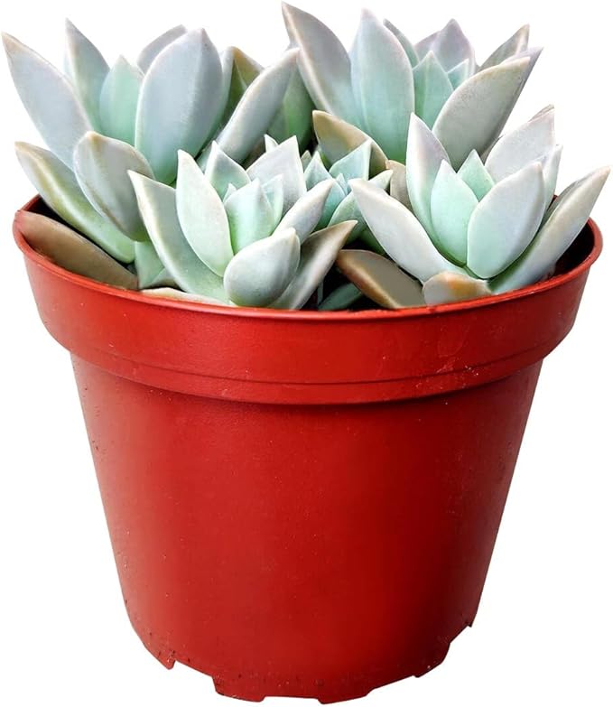 Variegated Ghost Plant Rare Succulent (2 inch) | Live Healthy Unique Fully Rooted Succulents for Home Office Decoration