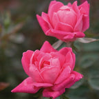 Brighter Blooms - Double Pink Knock Out® Rose Shrub, 1 Gallon - No Shipping to AK, AZ, HI