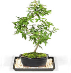Brussel's Bonsai Live Dwarf Pomegranate Bonsai Tree - Large, 6 Year, 12 to 16 Inches Tall - Outdoor Live Bonsai Tree with Bonsai Pot and Bonsai Tray