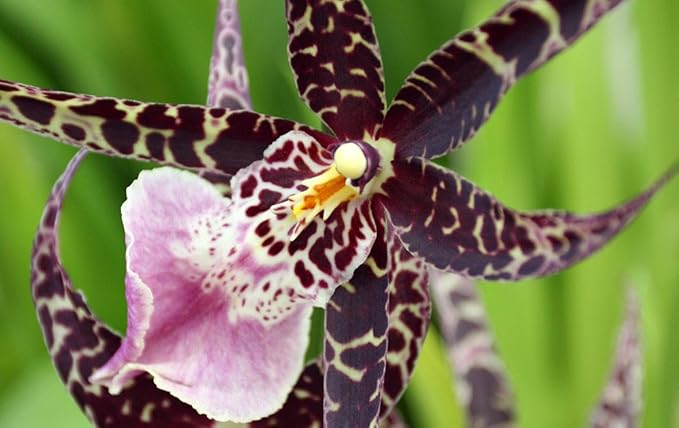 4 Live Orchid Plants to Choose (Oncidiums)