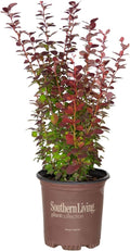 Orange Rocket Barberry (2.5 Quart) Deciduous Shrub with Unique Foliage - Full Sun to Part Shade Live Outdoor Plant