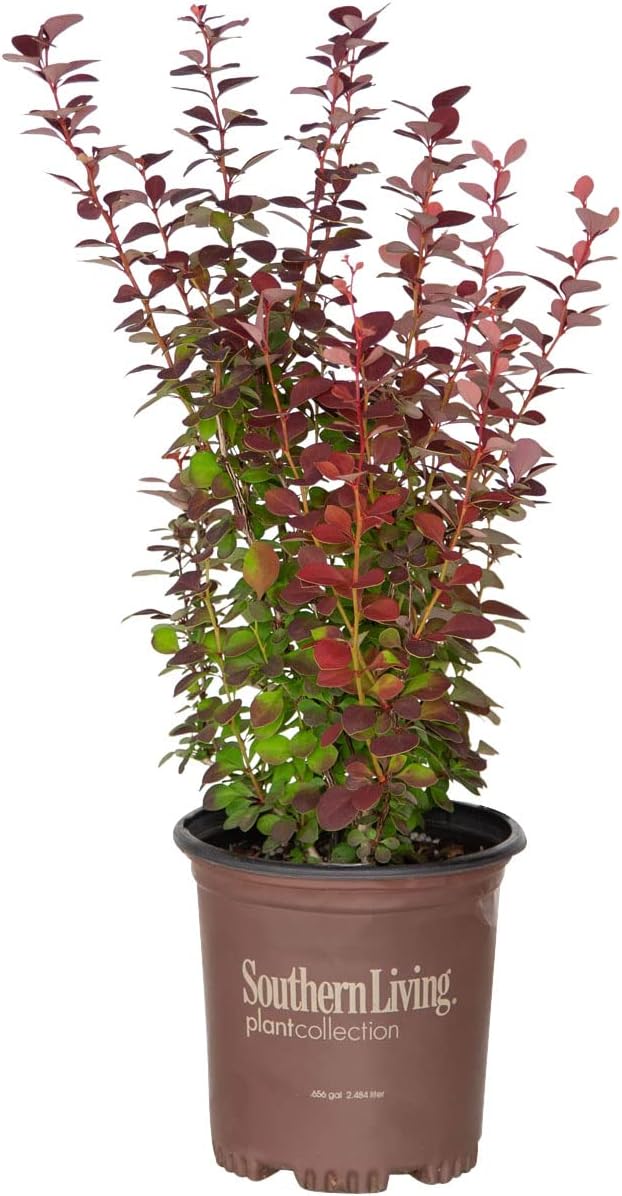 Orange Rocket Barberry (2.5 Quart) Deciduous Shrub with Unique Foliage - Full Sun to Part Shade Live Outdoor Plant