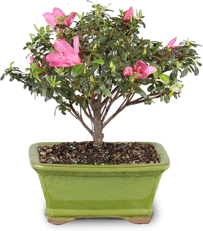 Brussel's Bonsai - Live Satsuki Azalea Flowering Bonsai Tree in Ceramic Bonsai Pot, Outdoor Bonsai Tree Live Plant, 5 Years Old, 5-8 Inches Tall, Easy Care Plant for Patio Garden (Small)