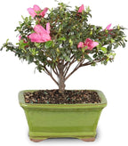 Brussel's Bonsai - Live Satsuki Azalea Flowering Bonsai Tree in Ceramic Bonsai Pot, Outdoor Bonsai Tree Live Plant, 5 Years Old, 5-8 Inches Tall, Easy Care Plant for Patio Garden (Small)