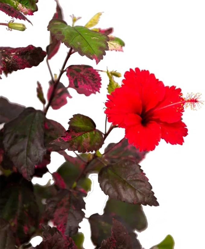 American Plant Exchange Hibiscus 'Red Hot' Plant – Live Flowering Bush, 10-Inch Pot, Tropical Variegated Red Blooms for Garden Beds, Patios, and Outdoor Landscapes