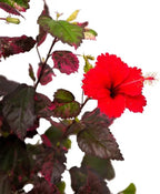 American Plant Exchange Hibiscus 'Red Hot' Plant – Live Flowering Bush, 10-Inch Pot, Tropical Variegated Red Blooms for Garden Beds, Patios, and Outdoor Landscapes
