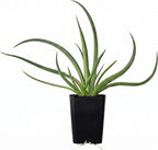 Mangave 'Bad Hair Day' (1.5" Plug) - Live Succulent Plant, Agave Like Rosette, Low Maintenance Indoor Outdoor Plant for Home Garden Decor, Beginner-Friendly Live Plants
