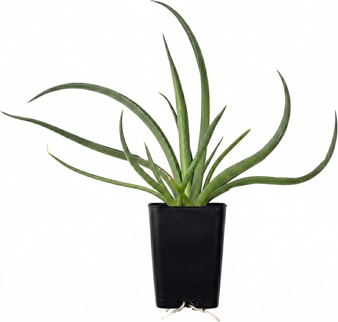 Mangave 'Bad Hair Day' (1.5" Plug) - Live Succulent Plant, Agave Like Rosette, Low Maintenance Indoor Outdoor Plant for Home Garden Decor, Beginner-Friendly Live Plants