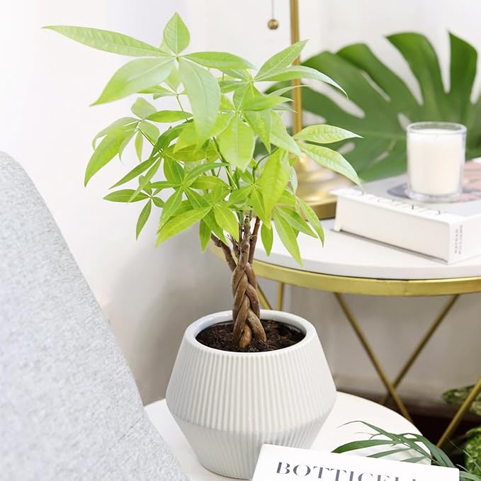 Braided Pachira Stump Money Tree (6 inch) - Lucky Houseplants - 4/6 inch Unique Live Decorative Houseplants - Easy to Care Indoor Plants, Perfect for Office, Home & Feng Shui Decor