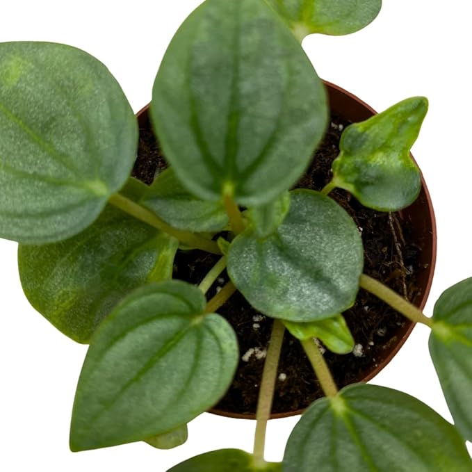 BubbleBlooms Green Ripple Peperomia Frost in a 2 inch Pot Emerald Ripple Pepper, caperata, albovittata
