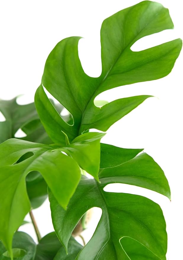 Shop Succulents Philodendron Split Mini, Live Indoor Plant, Compact Low Maintenance Houseplant with Unique Split Leaves, Ideal for Home Decor, Office, and Room Enhancement, 6 Inch Nursery Pot