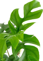 Shop Succulents Philodendron Split Mini, Live Indoor Plant, Compact Low Maintenance Houseplant with Unique Split Leaves, Ideal for Home Decor, Office, and Room Enhancement, 6 Inch Nursery Pot