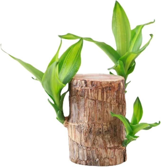 Brazilian Wood Plant, Brazilian Lucky Wood Plant