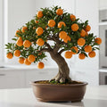 Hardy Orange Bonsai Tree Seeds for Planting - 15 Seeds - Grow Fruit Bearing Bonsai - Hardy Orange