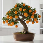 Hardy Orange Bonsai Tree Seeds for Planting - 15 Seeds - Grow Fruit Bearing Bonsai - Hardy Orange
