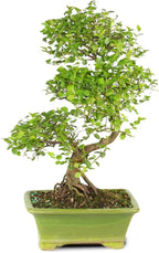 Chinese Sweet Plum