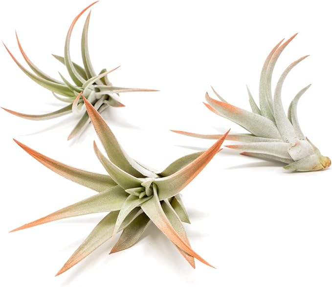 Coral Colorful Tillandsia Air Plants - Long Lasting Color Enhanced Live Tillandsia Succulent House Plants - Home and Garden Decor - Easy Care Indoor/Outdoor Plants (Harrisii, Pack of 3)