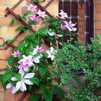 Clematis Vine Plant, Clematis Vine Plants Live in 2.5 Inch Pot, Perennial Climbing Flowers Plants Live for Outdoor Garden (Pink Flowers)