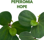 BubbleBlooms Peperomia Hope in a 4 inch Pot rotundifolia