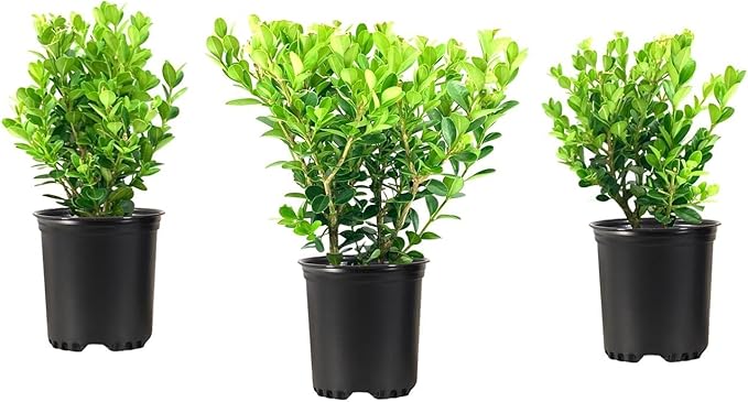 Wintergreen Boxwood | 1 Live 4 Inch Plant | Buxus Microphylla | Evergreen Shrub, Dense Foliage, Formal Garden, Low Maintenance, Privacy Hedge, Year-Round Interest, Landscaping Shrub