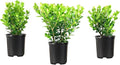 Wintergreen Boxwood | 10 Live 4 Inch Plants | Buxus Microphylla | Evergreen Shrub, Dense Foliage, Formal Garden, Low Maintenance, Privacy Hedge, Year-Round Interest, Landscaping Shrub
