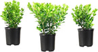 Wintergreen Boxwood | 5 Live 4 Inch Plants | Buxus Microphylla | Evergreen Shrub, Dense Foliage, Formal Garden, Low Maintenance, Privacy Hedge, Year-Round Interest, Landscaping Shrub