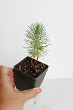 Generic Mini Bonsai Tree Starter Plant Gift Pinus Eldarica Aleppo Pine Afghan Pine Live Tree Pine Zen Garden House Plant Outdoor Plant 2 inch Pot (1), Green