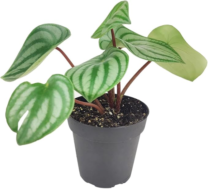 Peperomia Watermelon (4 inch) - Pet-Friendly Houseplants - Attractive Indoor Plants, Easy to Grow, Pet Safe Plants for Cats & Dogs, Ideal for Home Decor, Office & Gift