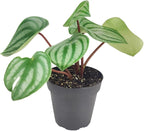 Peperomia Watermelon (4 inch) - Pet-Friendly Houseplants - Attractive Indoor Plants, Easy to Grow, Pet Safe Plants for Cats & Dogs, Ideal for Home Decor, Office & Gift