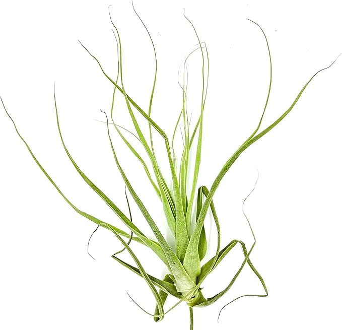 ragnaroc Air Plants - Tillandsia Straminea Jumbo 6-9" - 2ct - Live Arrival Guaranteed - House Plants for Home Decor & Gift