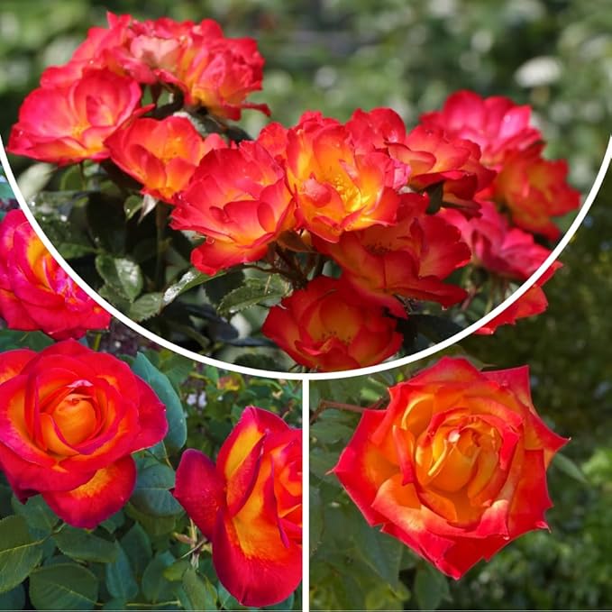 Rose Live Plant, Roses Flower Plant, Fragrant Flower for Planting, 4-6 Inches Tall, Bush Shrub Plants, Well Rooted, Ready to Grow (Red Orange Rose)