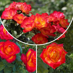 Rose Live Plant, Roses Flower Plant, Fragrant Flower for Planting, 4-6 Inches Tall, Bush Shrub Plants, Well Rooted, Ready to Grow (Red Orange Rose)