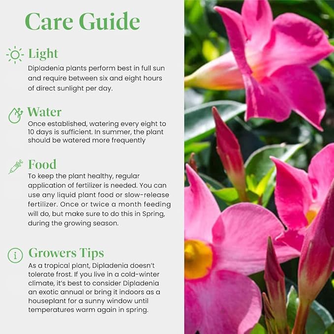 American Plant Exchange Dipladenia Bush 'Pink', 6-Inch Pot, Continuous Blooms, Easy-to-Care Live Plant for Indoor & Outdoor Use, Flowering Shrub Perfect for Landscapes, Container Gardens & Patios