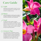 American Plant Exchange Dipladenia Bush 'Pink', 6-Inch Pot, Continuous Blooms, Easy-to-Care Live Plant for Indoor & Outdoor Use, Flowering Shrub Perfect for Landscapes, Container Gardens & Patios