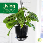 Thorsen's Greenhouse Green Prayer Plant, Live Indoor Plant, Pet Friendly, Uncommon Houseplant, Green Maranta, Easy to Grow, 4" Diameter Pot (Gold)